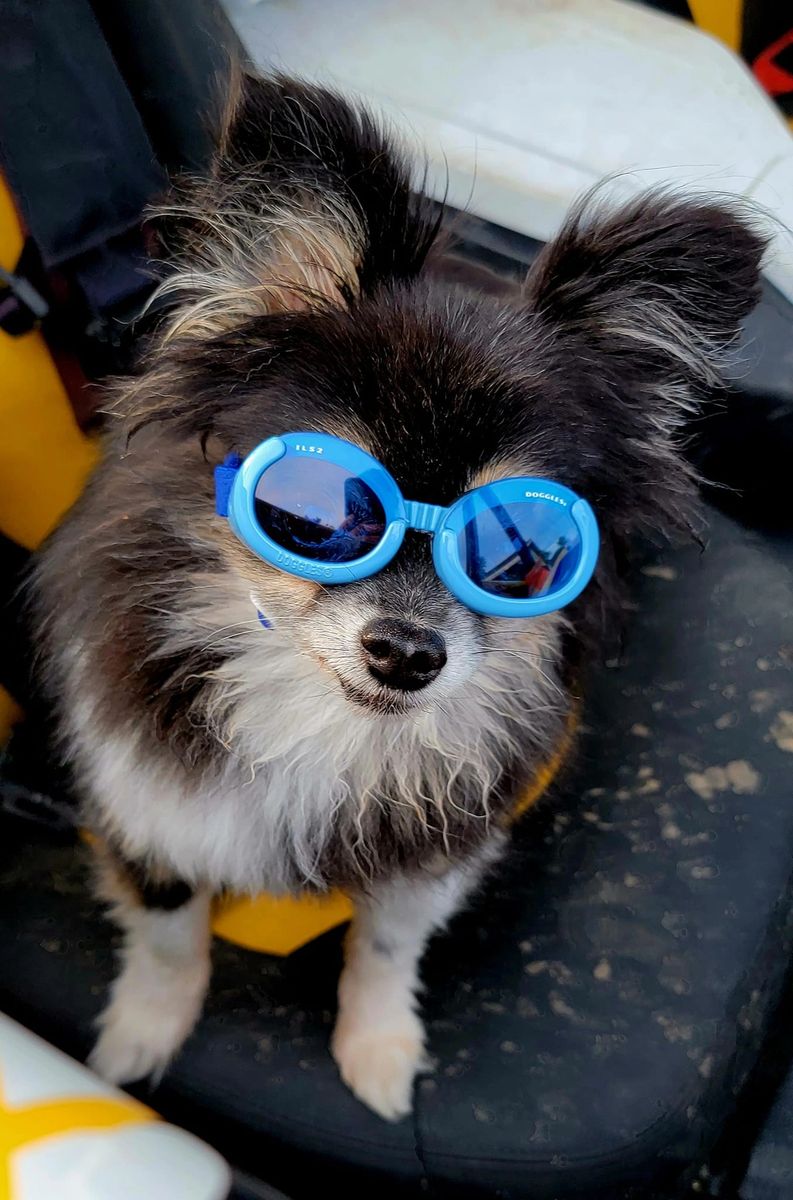 Blue Frame with Blue Lens Doggles ILS 2 Protective Dog Eyewear