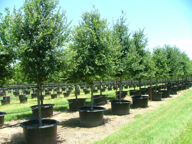 ATX Trees - Farm Direct Trees