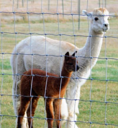 Alpaca, facts and information