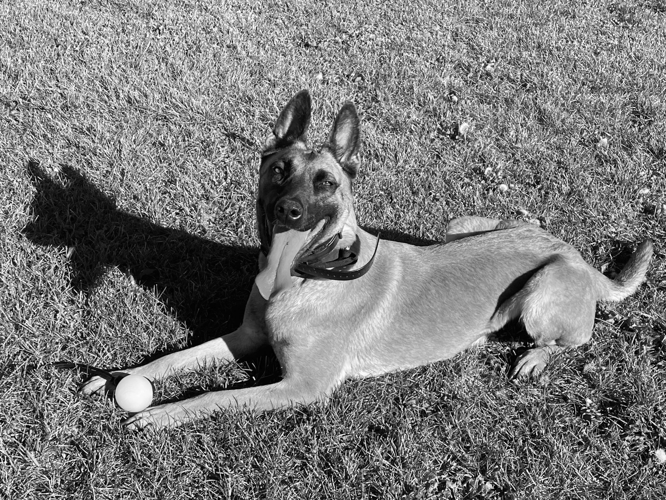 Firearms Detectionq sxxkk Dog, Azzaibvqcfvbzs