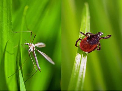 Season-long Mosquito Control