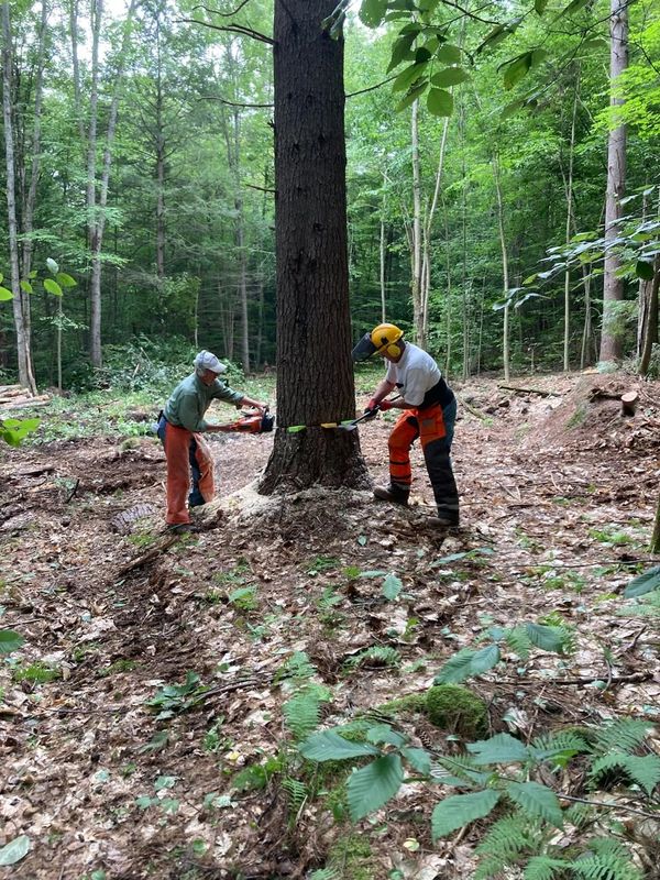 Harvesting a tree at Lakeside Farm