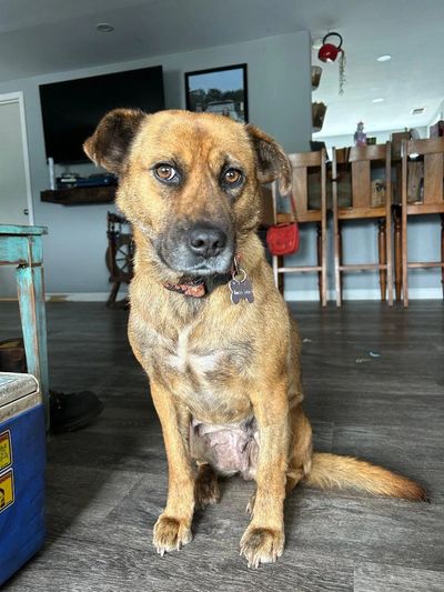A brown dog sitting on a wooden floor indoors, looking attentively at the camera.