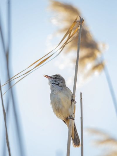 A small bird perched on a reed against a bright sky.
