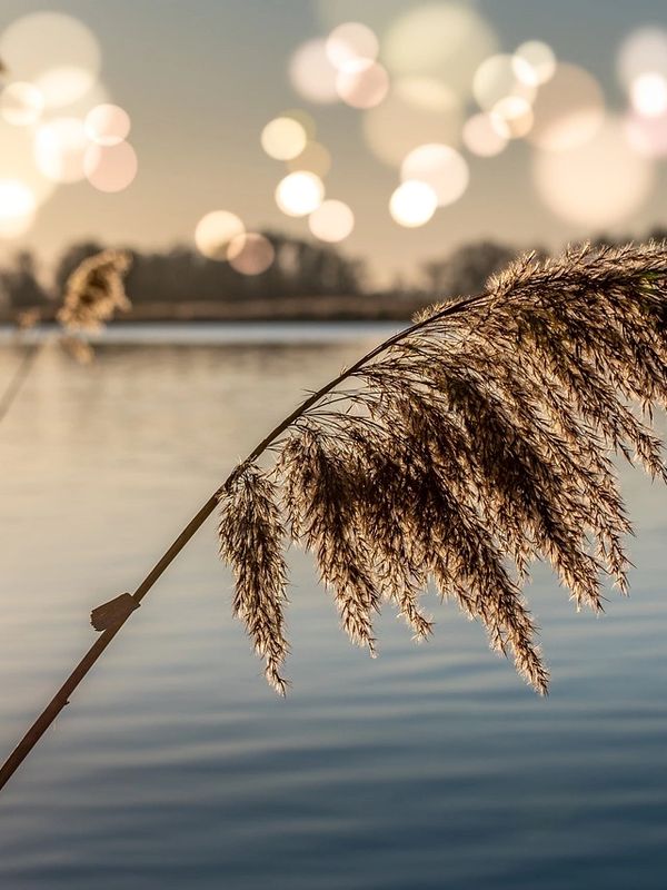 Close-up of a reed by a calm lake with bokeh lights in the background.
