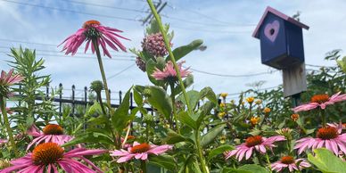 Pink flowers with a birdhouse in the background.
