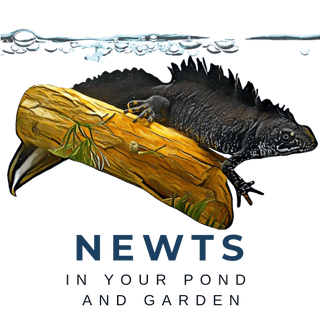 Newts in Your Pond and Garden
