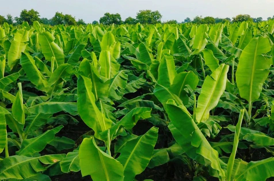 A lush banana plantation with vibrant green leaves under a clear sky.