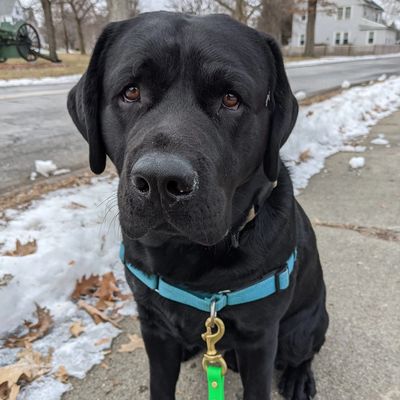 A black dog with a blue harness sitting on a snowy sidewalk.
