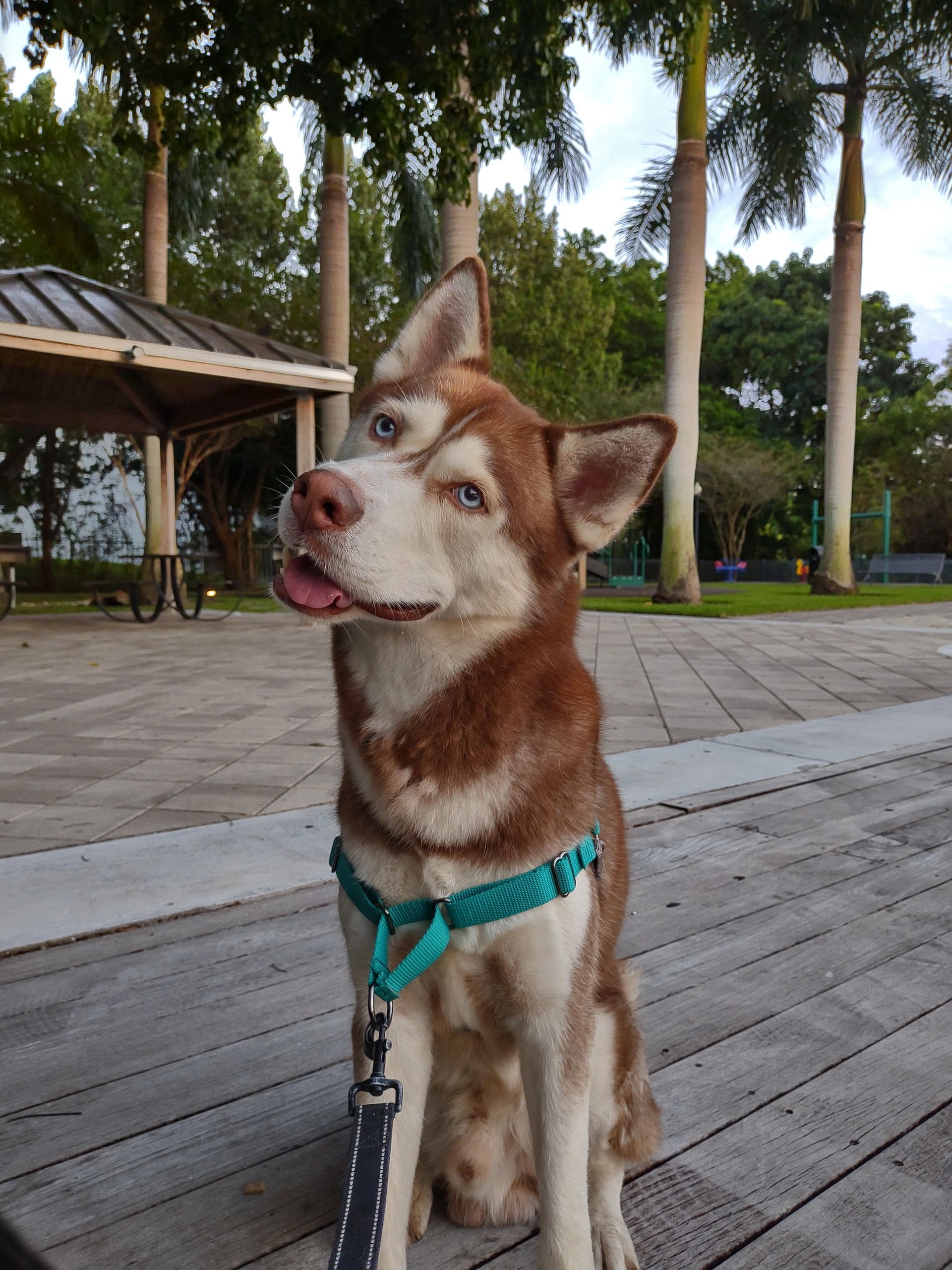 Bronxys Professional InHome Pet Sitting Miami, Florida