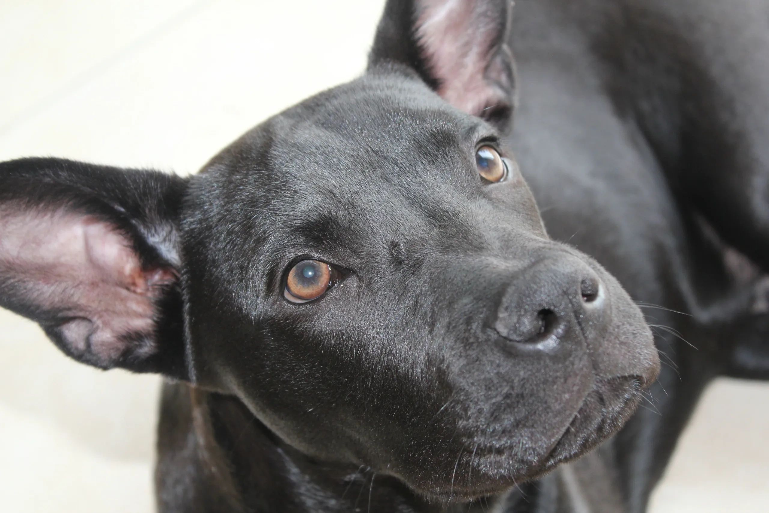 Bronxys Professional InHome Pet Sitting Miami, Florida