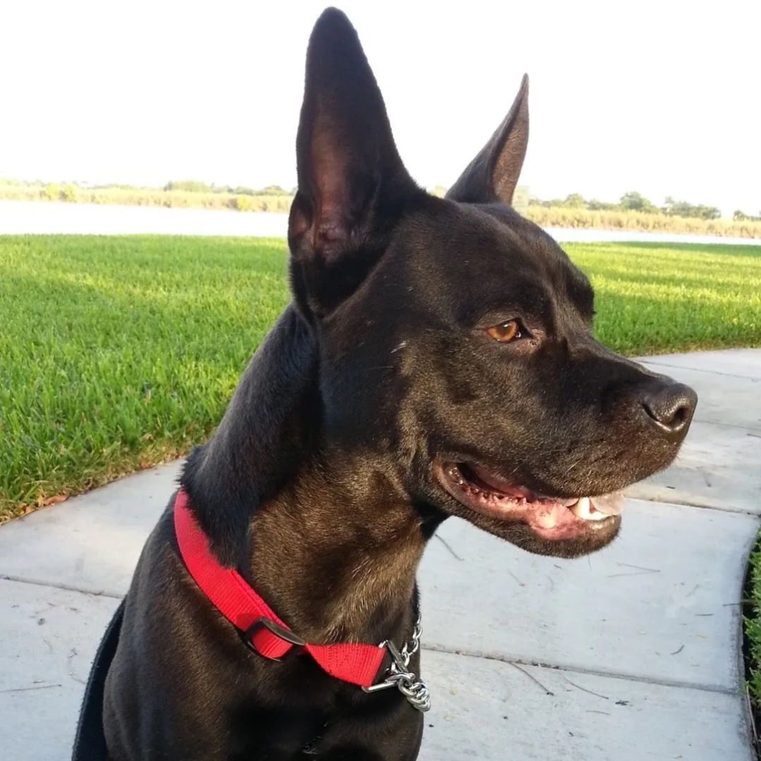 Bronxys Professional InHome Pet Sitting Miami, Florida