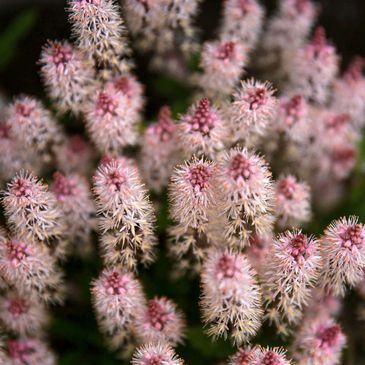 Tiarella