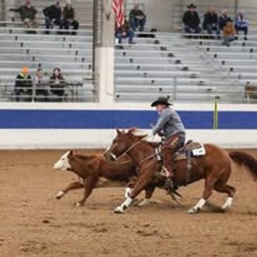 Cowboy on horseback herding cattle in an indoor arena with spectators.