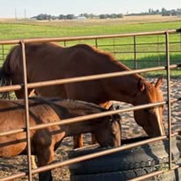 Two horses eating inside a metal fenced enclosure in a rural area.