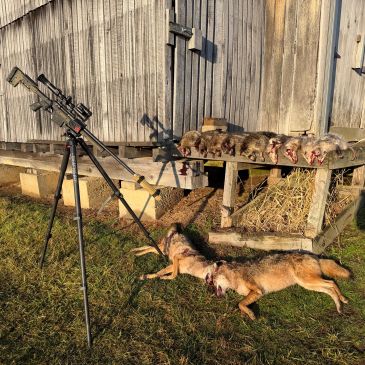 Thermal coyote control setup in Ohio featuring a PARD thermal scope mounted on a precision hunting r