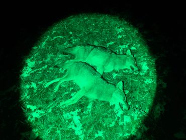 Two deer lying still on the ground, night vision view.