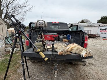 Two coyotes on a truck tailgate with hunting gear.