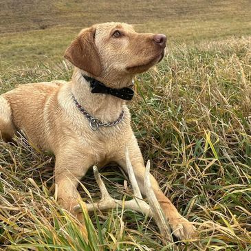 Shed hunting and tracking dog resting in a field, highlighting K9 thermal search and lost pet recove