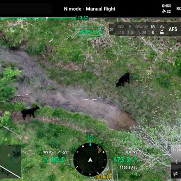 Aerial drone tracking interface locating cattle on the ground for agricultural livestock inventory a