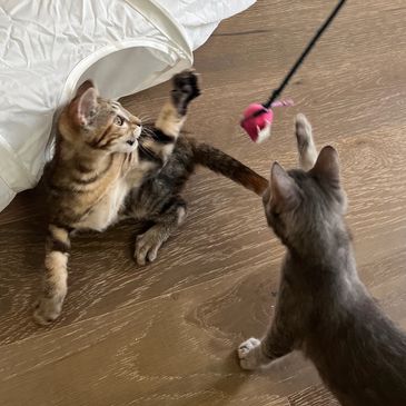 two kittens playing. houston's most loving and caring cat caretaker. cat nanny.