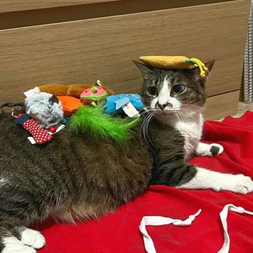 Japanese bobtail cat with a lot of toys.