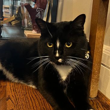 Black tuxedo cat resting at home.