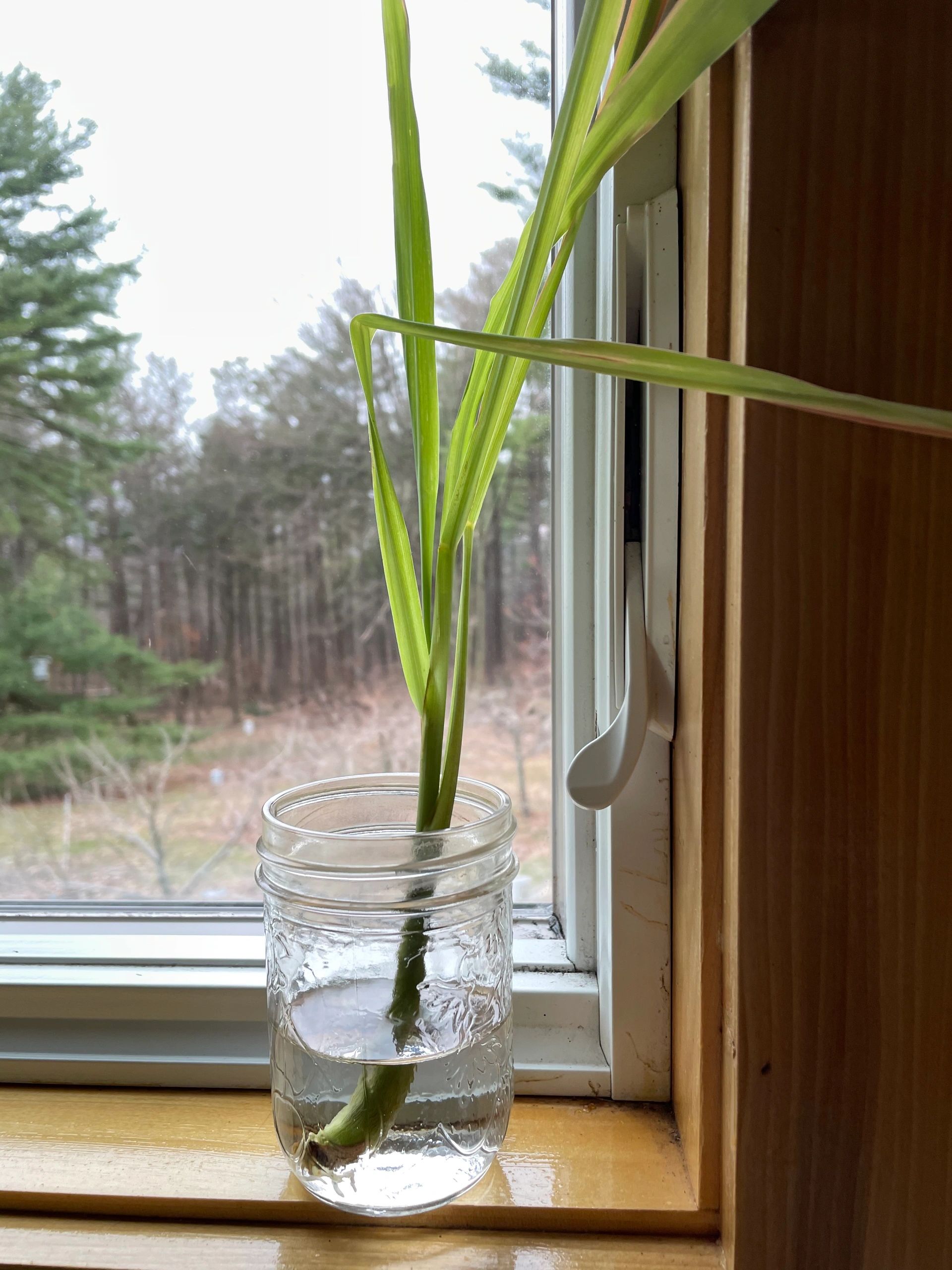 Growing Lemongrass In Water