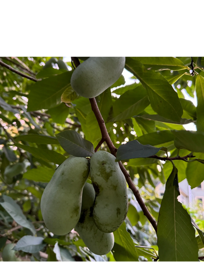 Pawpaws