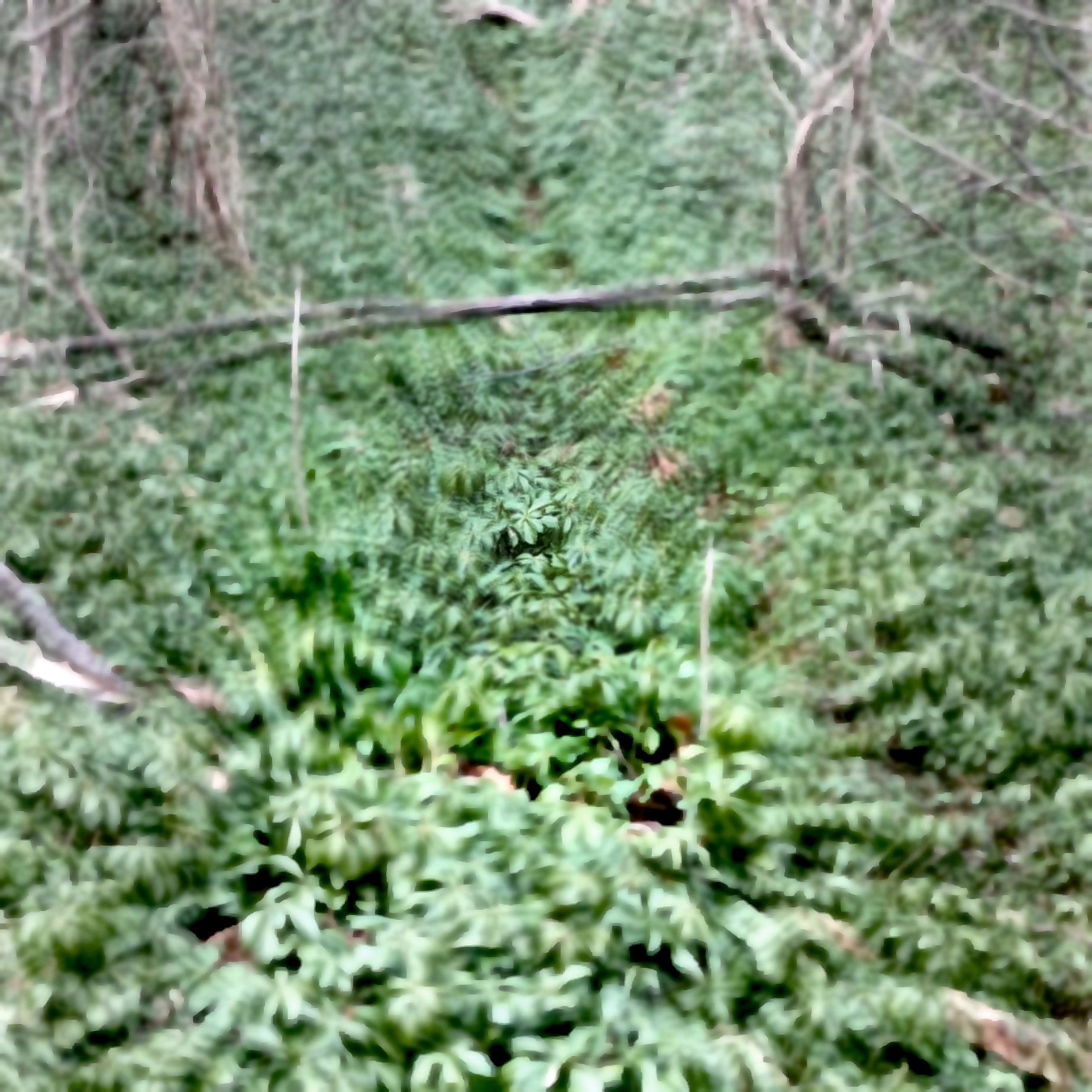 Dense green foliage with dry tree branches.