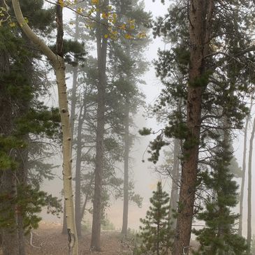 Foggy Colorado forest