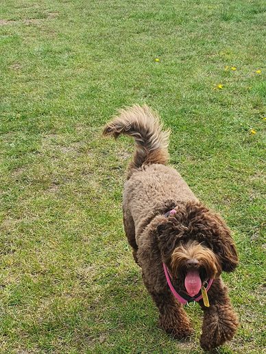 Brown curly dog running on grass with tongue out.