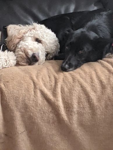 Two dogs resting closely on a brown blanket.