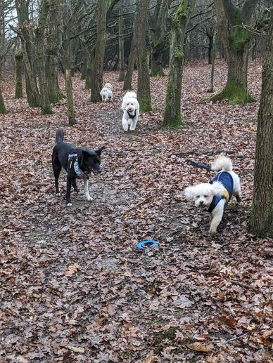 Beautiful local walks for dog boarding near Arkley.