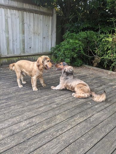 Lovely woodland walks for Aldenham .boarding dogs.