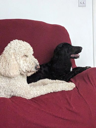 Two dogs resting on a red couch.