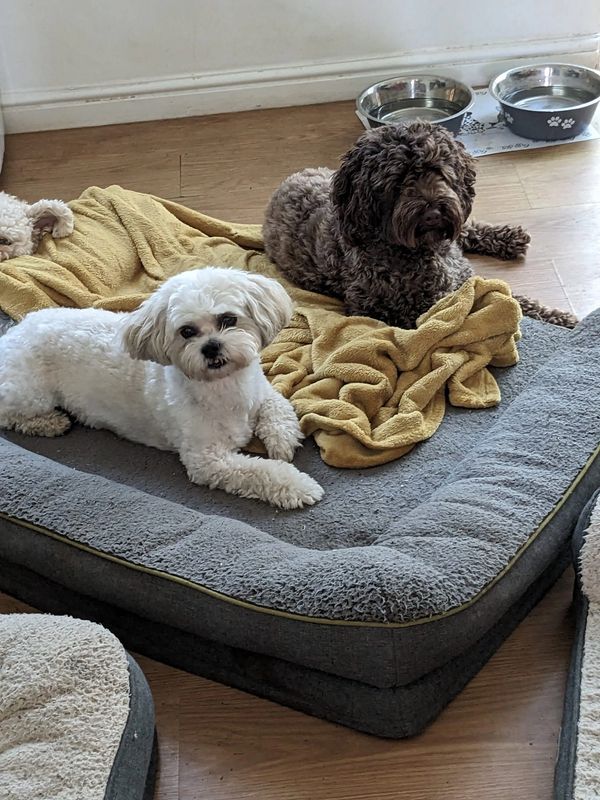 Dog relaxing in home-from-home daycare environment in Hertfordshire