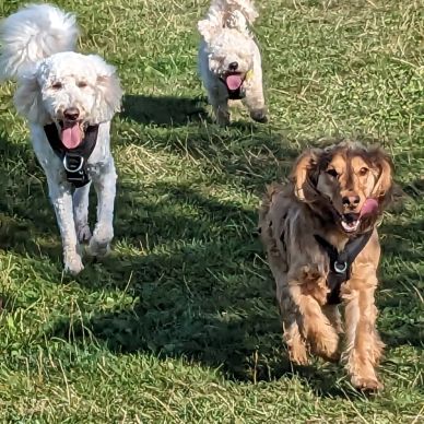 Small-group dog walks during home boarding near Radlett.