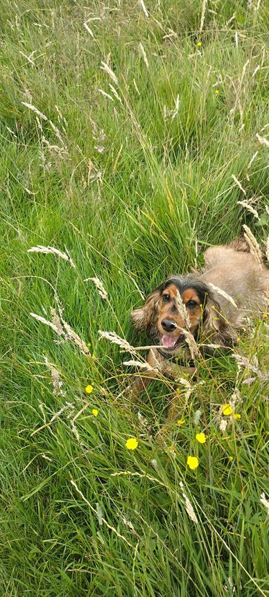Happy dog lying in tall grass with yellow flowers.