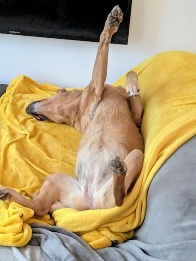 Home-style overnight boarding for dogs from Arkley.