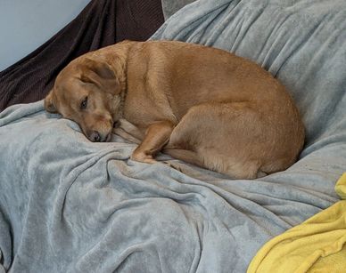 Cosy home boarding for Radlett dogs.