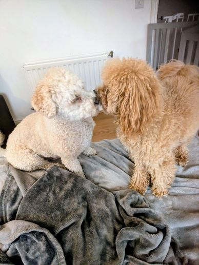 Calm indoor rest time during home boarding near Aldenham.