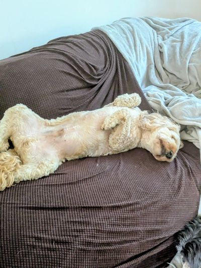 Boutique dog daycare serving Radlett, Elstree, Borehamwood, Barnet  &Aldenham. Small groups, calm en