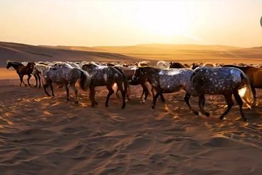 Horses walking across a sandy desert at sunset.