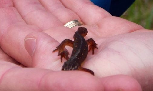 A small salamander resting on a person's hand.