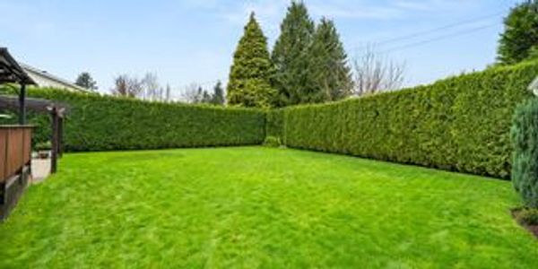 Established 8ft cedar privacy hedge installed by Cedars SD&G tree farm & hedge services Ottawa On