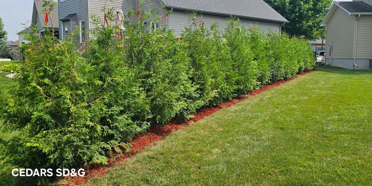 Cedars Cornwall hedges, premium privacy fence in Ottawa, and fast privacy hedges by Cedars SD&G.