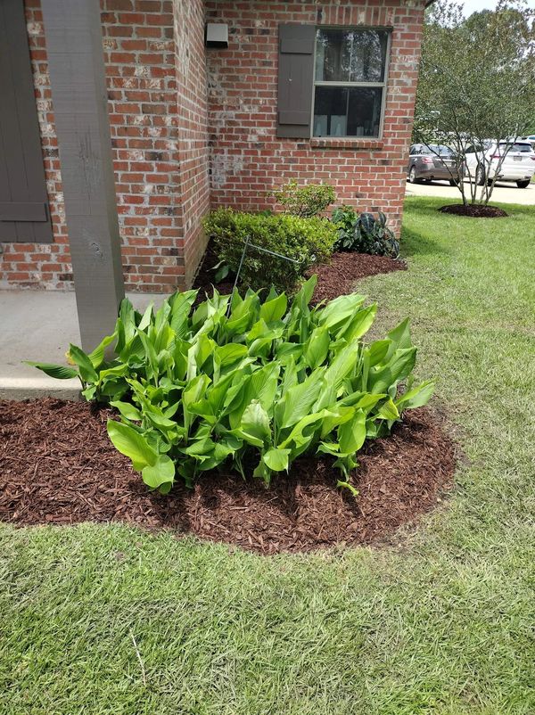 Professional tree care services to enhance tree health and longevity.