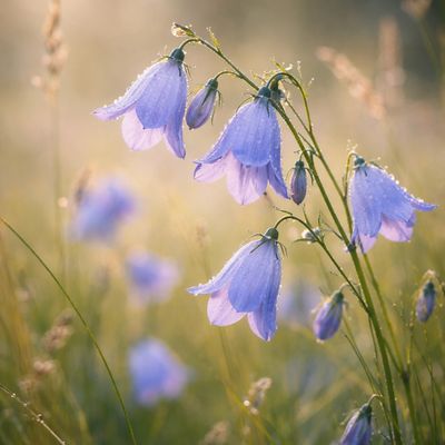 The harebell or “Scottish bluebell” symbolises the enduring bonds of love and remembrance. 