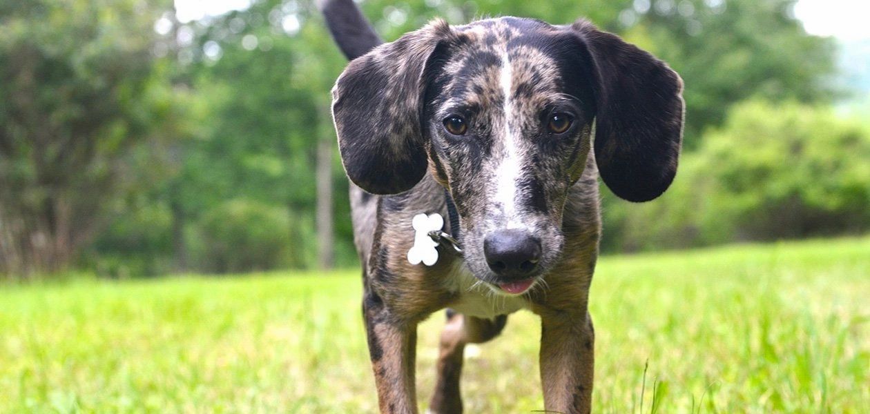 The Best Dog Training in New Jersey